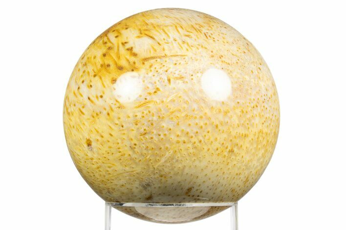 Polished Petrified Palmwood (Palmoxylon) Sphere - Texas #311718